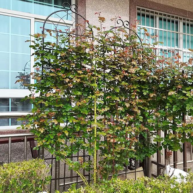 6 Pack Metal Garden Trellis 86.7" H Garden Fence Rustproof Trellis for Climbing Plants Support Roses Flower Outdoor Lawn, Black 7.2FT Tall by GreenHaven Gardens