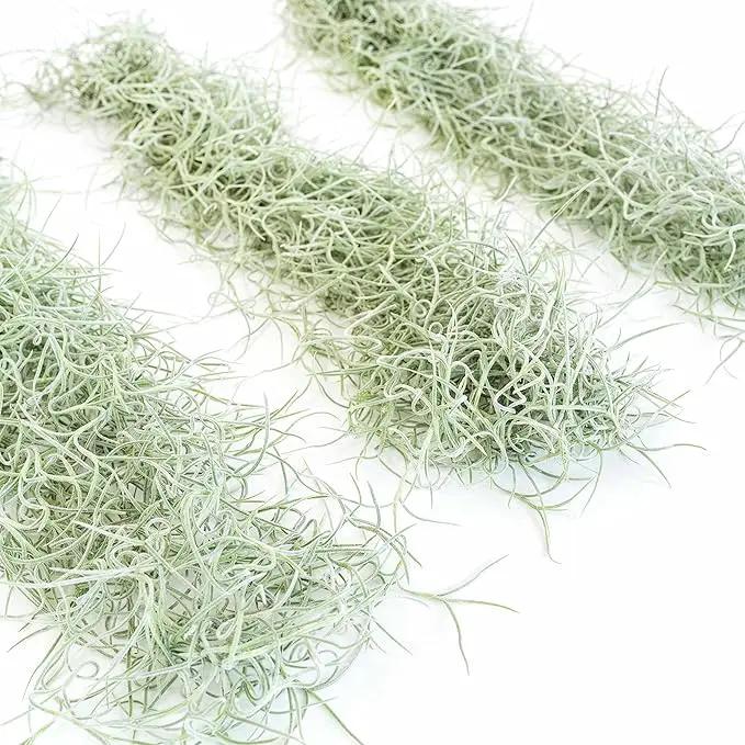 6 Pack Thick Colombian Spanish Moss Live Strands with Wire Hook - Tillandsia Usneiodes - Live Tillandsia Succulent House Plants - Home and Garden Decor - Easy Care Indoor and Outdoor Plants by GreenHaven Gardens