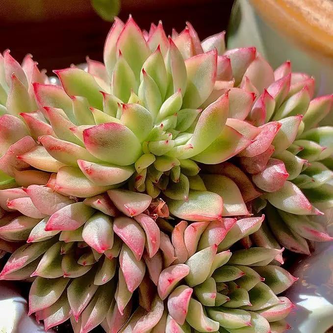 FWPP Live Succulent Echeveria Mebina Variegata,3.5 Inches Mini Succulents Plants Live,Bare Root Without Pot Soil,Clustered Live Plants,House Plants for Gift Party Wedding Garden Baby Shower DIY Decor by GreenHaven Gardens