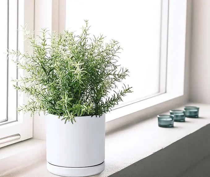 D'vine Dev 6 Inch Ceramic Planter Pot with Drainage Hole and Saucer, Indoor Cylinder Round Flower Pot, White, 94-O-C-1 by GreenHaven Gardens