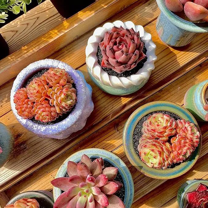 FWPP Suculentas Plant Live Echeveria Hani,Real Succulents Plants Live Red 3 inches Mini Succulents,Bare Root Without Pot Soil,Rare Succulent Plants Live Office Decoration Wedding and Gift by GreenHaven Gardens