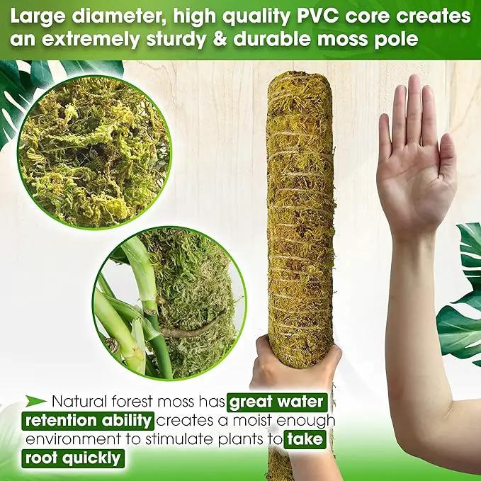 DUSPRO 80 Inches Large Moss Pole for Plants Monstera, Plant Stakes for Indoor Plants, Monstera Plant Support, Plant Support/Plant Pole for Big Climbing Plants Indoor (1pc., 80'') by GreenHaven Gardens
