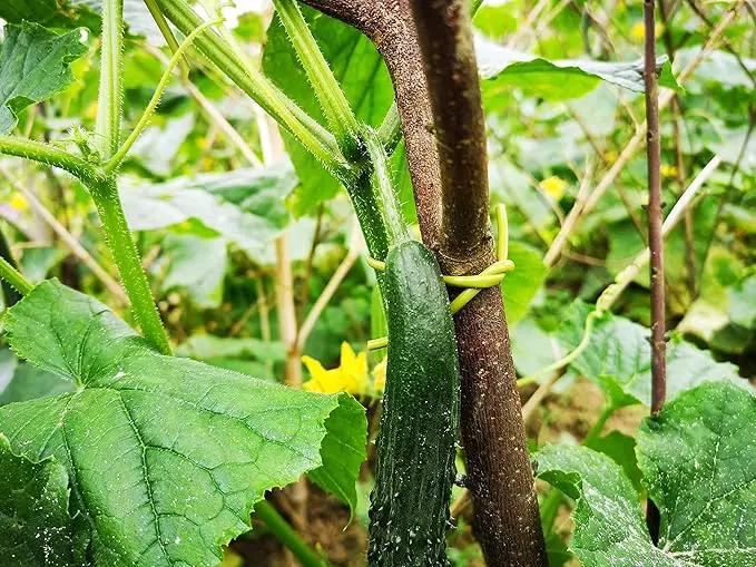 TIPU Soft Rubber Garden Rope Twine, Soft Hollow Stretchy Plant Support and Garden Twine, Green, 262 FT by GreenHaven Gardens