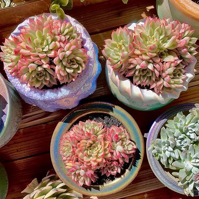 FWPP Live Succulent Echeveria Mebina Variegata,3.5 Inches Mini Succulents Plants Live,Bare Root Without Pot Soil,Clustered Live Plants,House Plants for Gift Party Wedding Garden Baby Shower DIY Decor by GreenHaven Gardens