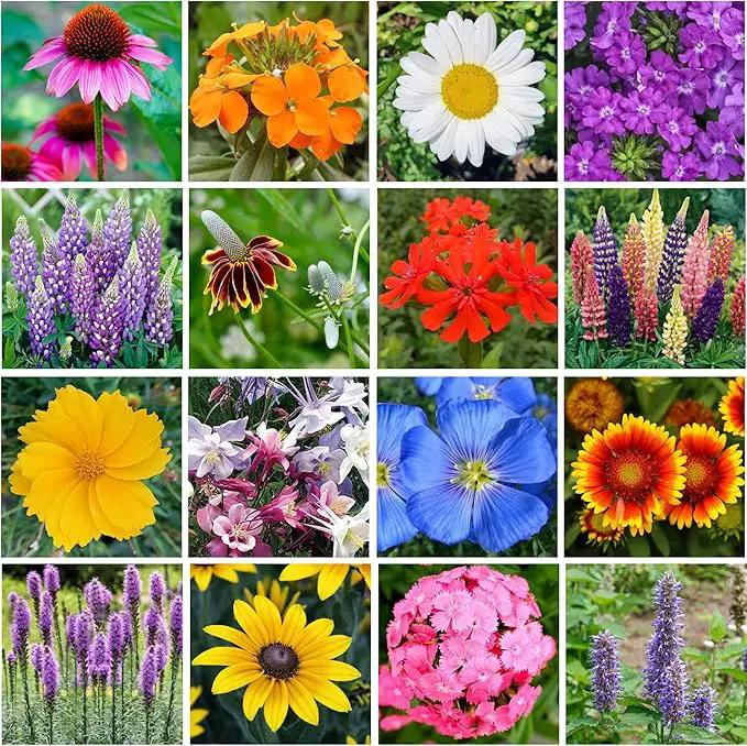 Wildflower Seed s – Perennial Flower Seeds Mix to Plant Anywhere, by Geva Grow | 12-Type Beautiful Perennial Wildflower Seeds Bulk 90,000+ Seeds, 2 Ounce, No Messy Packets by GreenHaven Gardens