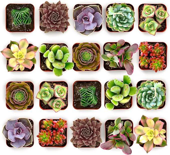 Shop Succulents Colorful Succulent Plant Pack 2" Grow Pot Pack of 20 by GreenHaven Gardens