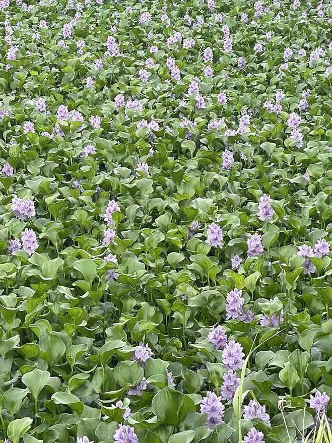 12 Water Hyacinth (Eichornia Crassipes) Floating Water Garden Pond Plants (12 Live Plants) by GreenHaven Gardens