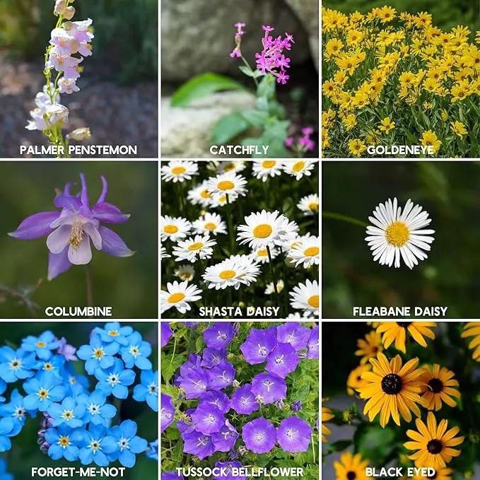 Wildflower Seeds - Rocky Mountain Mix, 2 oz (80,000+ Seeds) – 18 Non-GMO Varieties – Bulk Pollinator-Friendly Blend for Planting by GreenHaven Gardens