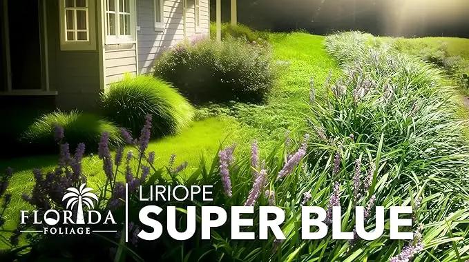 Liriope Super Blue | 40 Live Plants | Liriope muscari 'Super Blue' | Ornamental Ground Cover Plants | Shade-Tolerant Landscaping Perennial by GreenHaven Gardens
