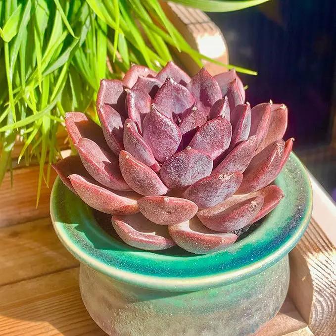 FWPP Live Succulents Plants Echeveria Black Mamba 3 inches,Rare Black Red Succulents Bare Root Without Pot Soil, Live Plants Indoor Office Decoration Wedding and Gift by GreenHaven Gardens
