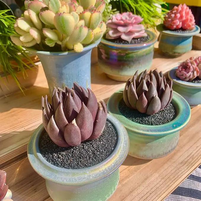 FWPP Live Succulents Plants Echeveria Affinis 2 inches,Rare Black Succulents Bare Root Without Pot Soil, Live Plants Indoor Office Decoration Wedding and Gift by GreenHaven Gardens