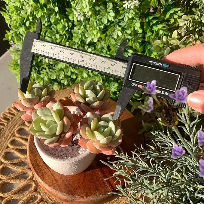 FWPP Live Succulents Plants Echeveria Love Song 3.5 inches,Rare Succulents Bare Root Without Pot Soil, Live Plants Indoor Office Decoration Wedding and Gift by GreenHaven Gardens