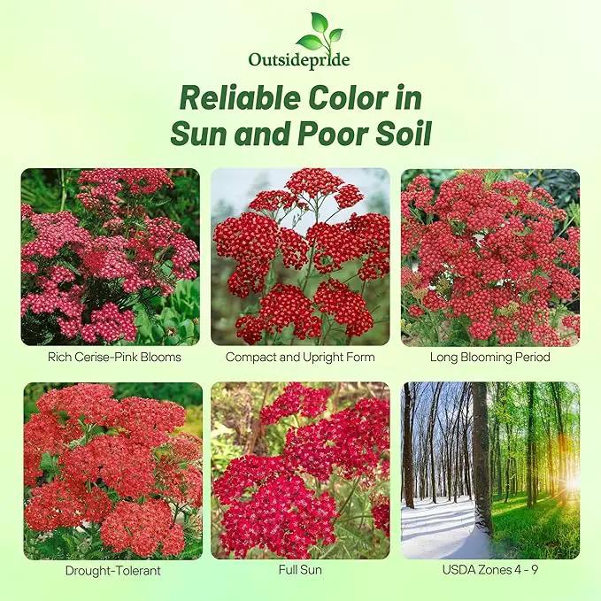 Outsidepride Cerise Queen Yarrow Seeds – 5000 Pcs. Perennial, Versatile, Clump-Forming, & Drought Tolerant Flower Seeds for Planting Fragrant & Vibrant Blooms, Ideal for Pollinator Gardens by GreenHaven Gardens