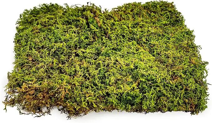 Preserved Sheet Moss in Natural Green | Decorative Real Natural Green DIY Kit Terrariums Gardenning Art Wall Decor Florist Decor Easter Table Decor Wedding - 3 Quart by GreenHaven Gardens