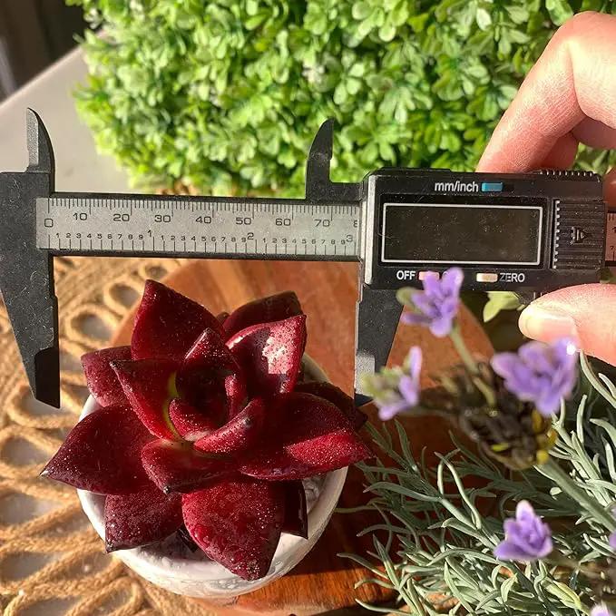 FWPP Live Succulents Plants Echeveria Agavoides v Romeo Rubin 3 inches,Rare red Succulents Bare Root Without Pot Soil, Live Plants Indoor Office Decoration Wedding and Gift by GreenHaven Gardens