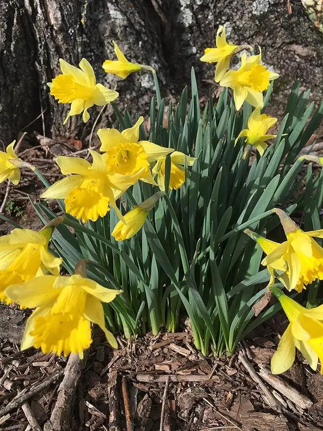 Dutch Master Daffodils (25 Bulbs) - Yellow Daffodil Narcissus Bulbs by GreenHaven Gardens