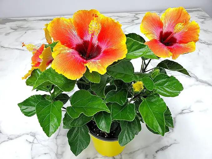 Fiesta Hibiscus Bush - Live Hibiscus Flowering Plant - Tropical Flower Plant - 1 Gallon Planter - Overall Height 10" to 14" - Tropical Plants of Florida (Plant Only) by GreenHaven Gardens