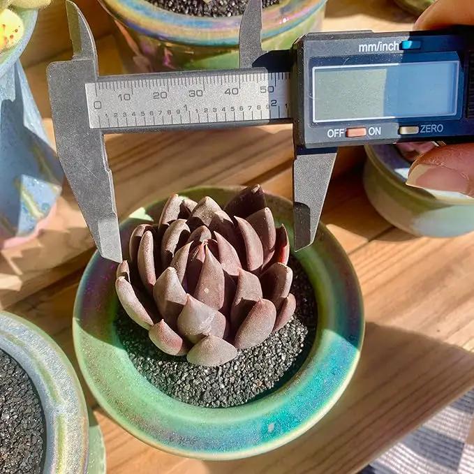 FWPP Live Succulents Plants Echeveria Affinis 2 inches,Rare Black Succulents Bare Root Without Pot Soil, Live Plants Indoor Office Decoration Wedding and Gift by GreenHaven Gardens