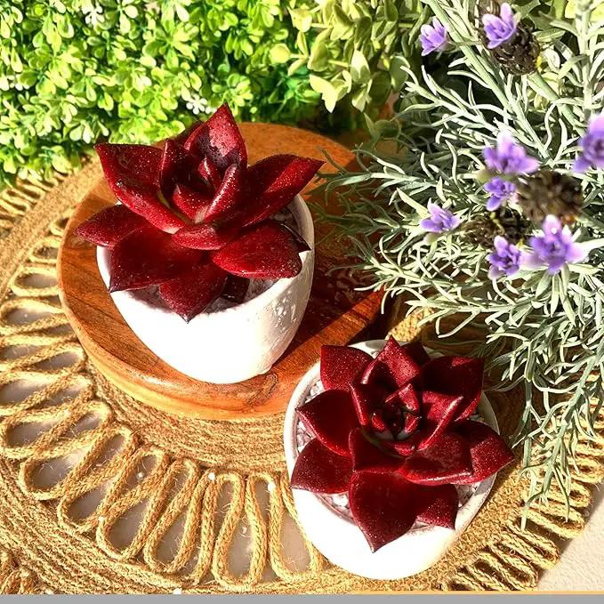 FWPP Live Succulents Plants Echeveria Agavoides v Romeo Rubin 3 inches,Rare red Succulents Bare Root Without Pot Soil, Live Plants Indoor Office Decoration Wedding and Gift by GreenHaven Gardens