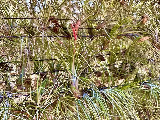 Air Plants - Tillandsia Juncea, Jumbo 8-12" - 2ct - Live Arrival Guaranteed - House Plants for Home Decor & Gift by GreenHaven Gardens