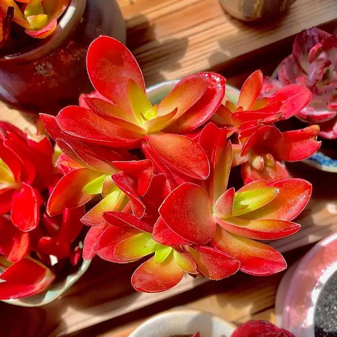 FWPP Crassula capitella 'Campfire' Live Succulent Plant in 3 Inch, Bright Red Leaves, Bare Root Without Pot Soil, Low Maintenance Houseplant, Great Gift for Plant Lovers & Home Decor by GreenHaven Gardens