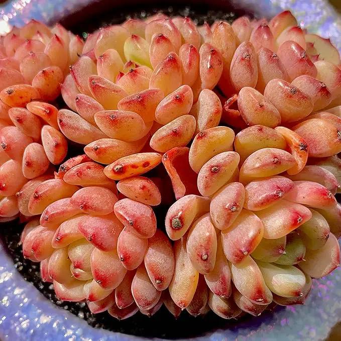 FWPP Suculentas Plant Live Echeveria Hani,Real Succulents Plants Live Red 3 inches Mini Succulents,Bare Root Without Pot Soil,Rare Succulent Plants Live Office Decoration Wedding and Gift by GreenHaven Gardens