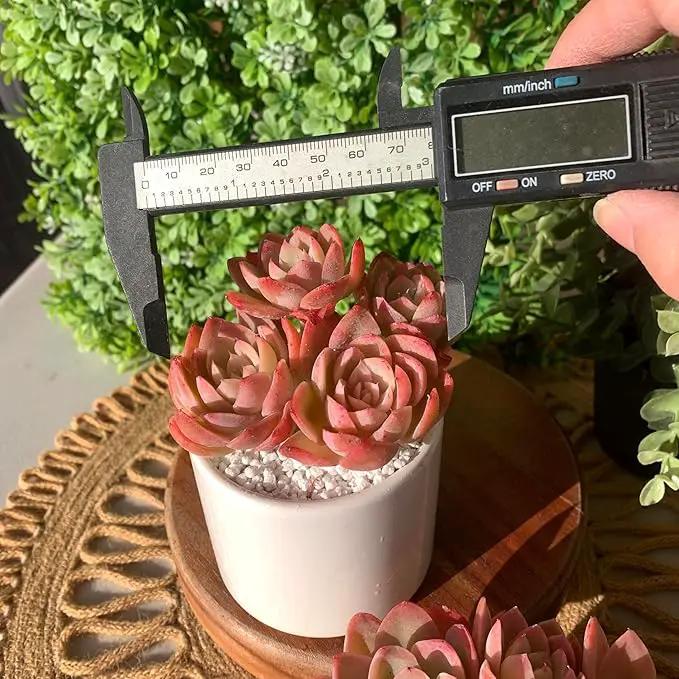 FWPP Live Succulents Plants Echeveria Silk Veil 3 inches,Rare Pink Succulents Bare Root Without Pot Soil, Live Plants Indoor Office Decoration Wedding and Gift by GreenHaven Gardens