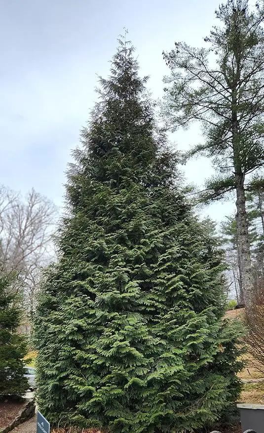 Thuja Green Giant Arborvitae Tree, Lot of 12, Quart Pot by GreenHaven Gardens