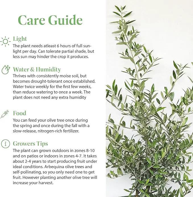 American Plant Exchange Live Olive Tree, Arbequina – Real Fruiting, Edible Indoor/Outdoor Houseplant – Medium 7.5-Inch Pot, Perfect for Home, Office, Patio & Garden Décor by GreenHaven Gardens
