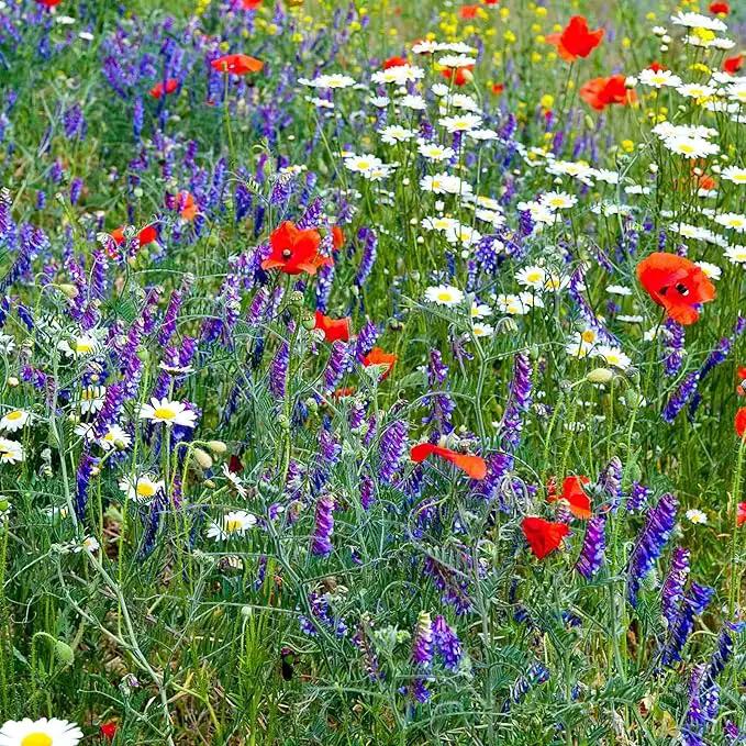 Wildflower Seed Bulk, 3 Oz. (80,000+ Seeds) – 19 Non-GMO Flower Seeds for Shade, Annual & Perennial Wild Flowers Mix for Partial Shade – Shade Tolerant by Mountain Valley Seed by GreenHaven Gardens