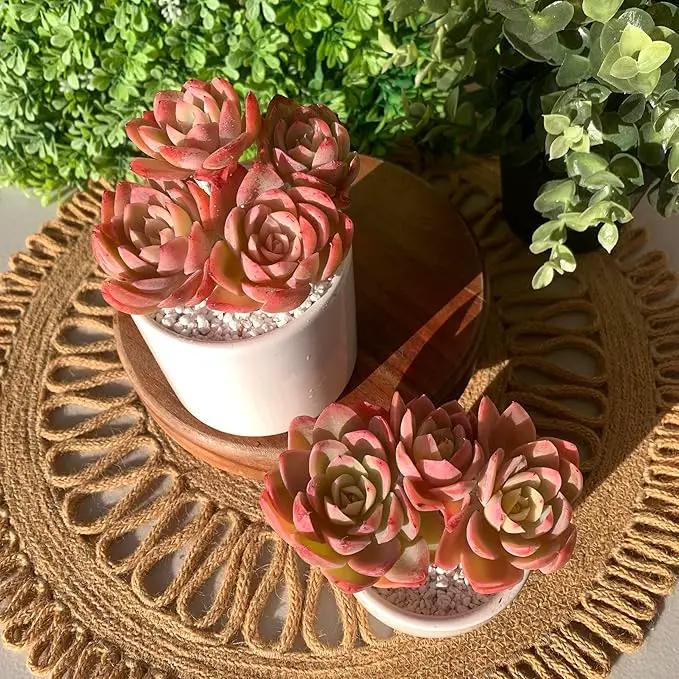 FWPP Live Succulents Plants Echeveria Silk Veil 3 inches,Rare Pink Succulents Bare Root Without Pot Soil, Live Plants Indoor Office Decoration Wedding and Gift by GreenHaven Gardens