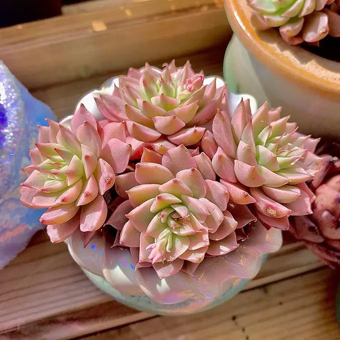 FWPP Succulents Live Echeveria Margaret,Pink Multi Headed Clustered Rare Plants,Bare Root Without Pot Soil,Indoor Live Succulent Plants are Suitable as Gifts and Decorations by GreenHaven Gardens