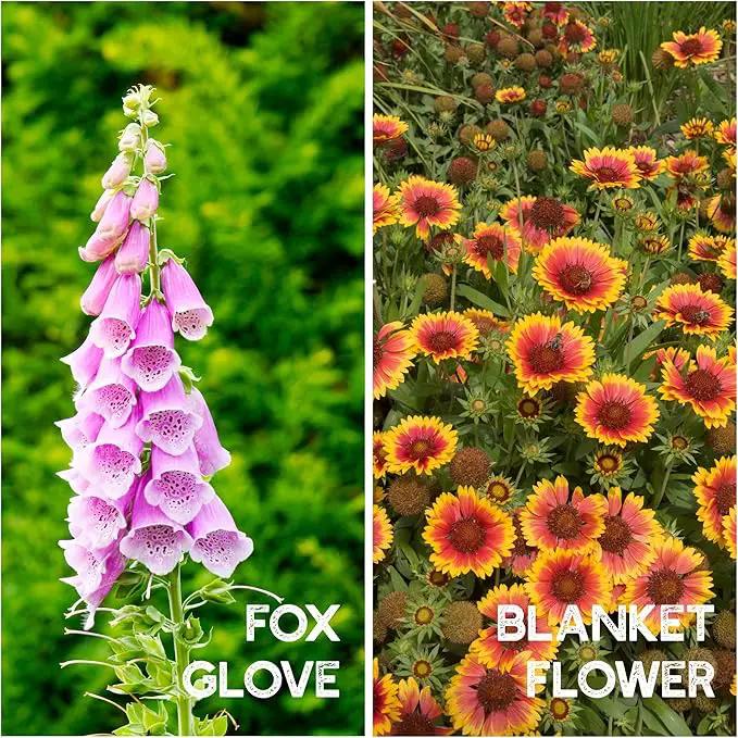 Wildflower Seeds Bulk - Meadow Wildflower Seed Mix, 5 Lbs Bulk, Annual & Perennial Wildflowers Seeds for Planting, Wild Flower & Grass Garden Mixture, Mountain Valley Seed Company by GreenHaven Gardens