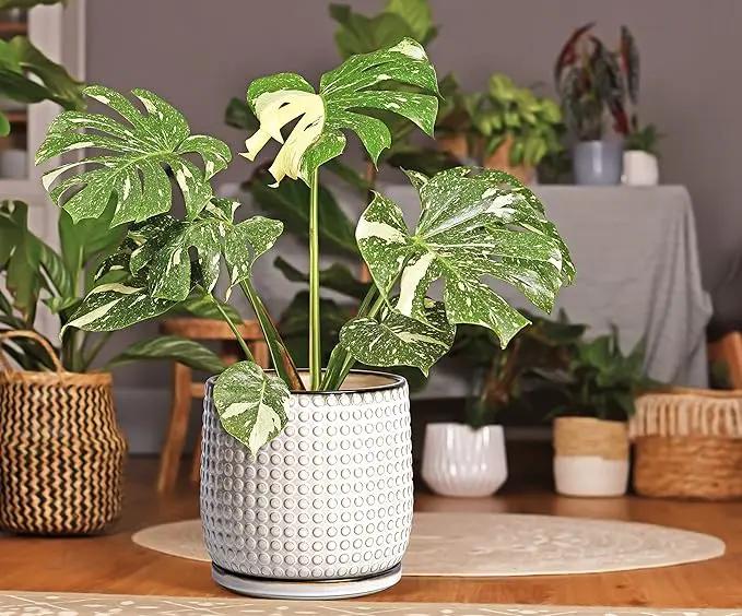 D'vine Dev 8 Inch 6 Inch Ceramic Indoor Planter Pots with Drainage Hole and Saucer, Beaded Design Flower Pots, Set of 2, Smoked White, 27-D-P-1 by GreenHaven Gardens