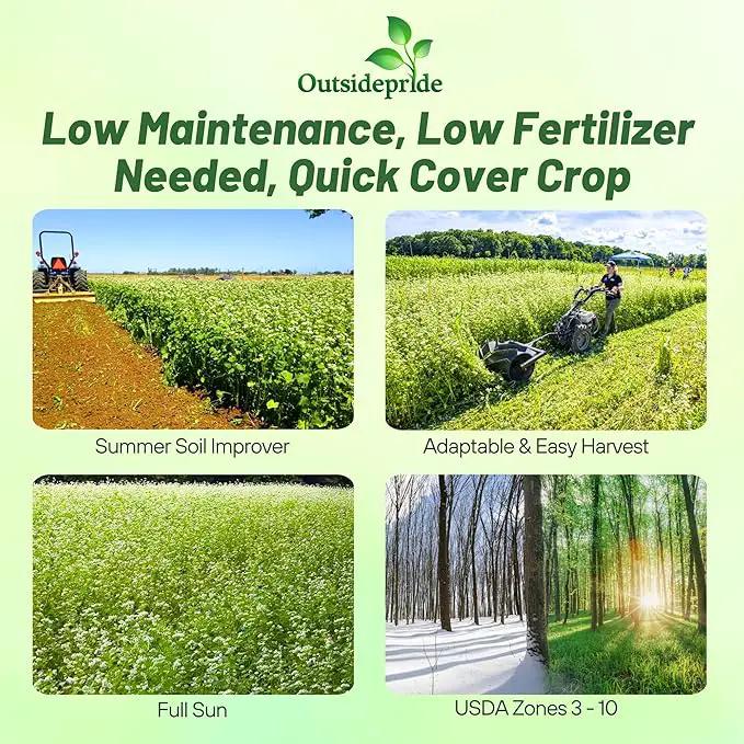 Outsidepride Buckwheat Seeds - 1oz Annual, Fast-Growing, Easy to Grow Buckwheat Cover Crop Seeds for Green Manure, Bee Pasture & Pollinators, Wildlife Habitat, Soil Improvement, and Erosion Control by GreenHaven Gardens