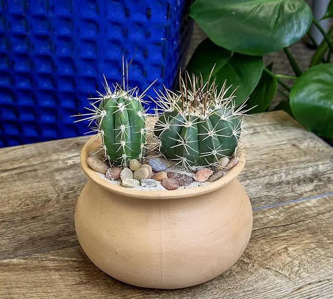 Altman Plants, Assorted Cactus Plants Live Cactus Decor (8PK), Cactus Plant Live Succulents Plants Live in Cactus Soil Potting Mix, Live Cacti Plants Live Succulent Plants Live Plants in Cactus Pot by GreenHaven Gardens