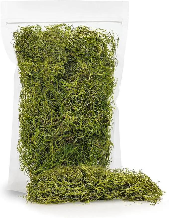 Premium Spanish Moss in Spring Green| Natural Preserved - Great Ground Cover - Filler for Potted Plants - by GARDENERA - 3 Quart Bag by GreenHaven Gardens