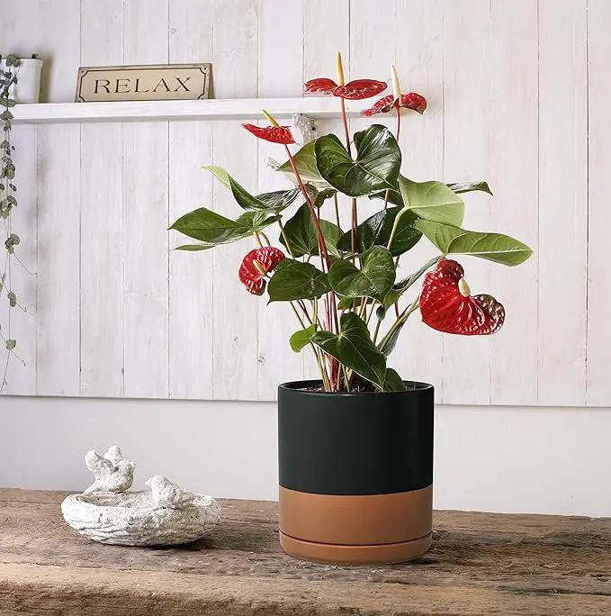 D'vine Dev 4.6 Inch & 6 Inch Ceramic Planter Pots for Plants with Drainage Hole and Saucer, Small Plant Pots Set, Black/Speckled Tan, 94-G-S-7 by GreenHaven Gardens