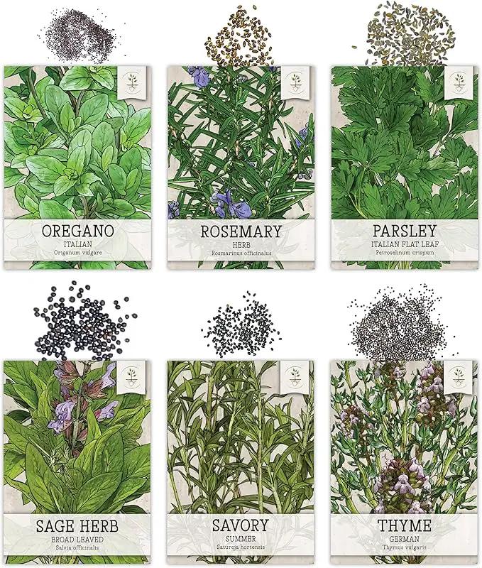 Seed Needs Herb Seeds Variety Pack Culinary Herb Collection (12 Individual Packets for Planting Indoors or Outdoors) Grow Your Own Herb Garden - Heirloom, Non-GMO by GreenHaven Gardens