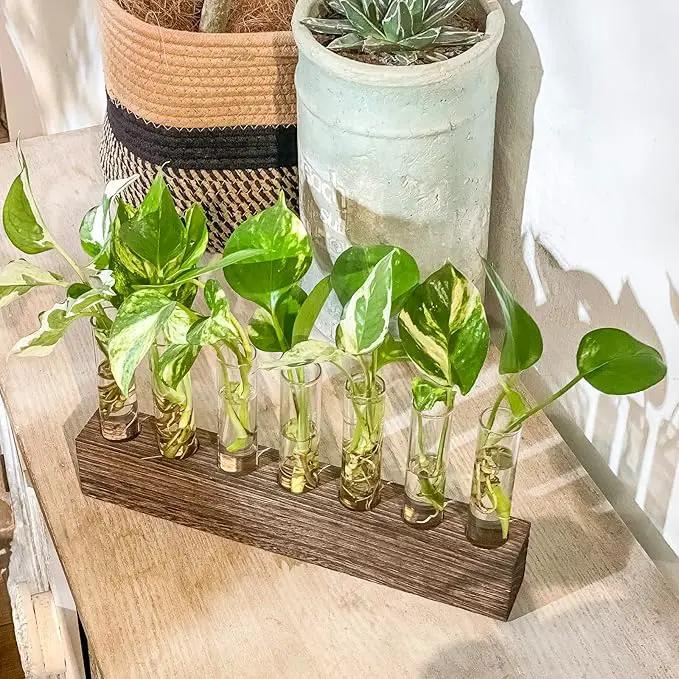 KAXYEW Desktop Glass Plant Propagation Station Test Tube Plant Terrarium in Wooden Stand for Hydroponic Plants Cutting Office Home Decoration by GreenHaven Gardens
