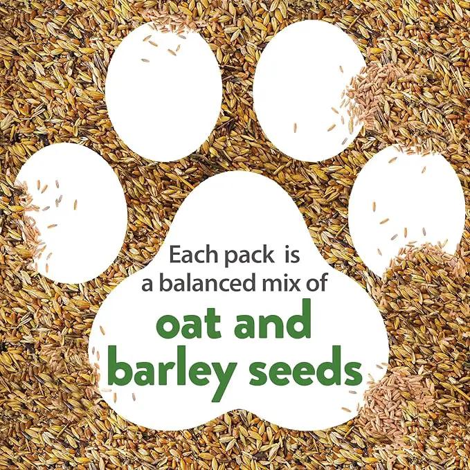HOME GROWN 30,000+Cat Grass Seeds (6oz) 𝗡𝗢𝗡-𝗚𝗠𝗢 𝗨𝗦𝗔 Heirloom Barley & Oat Mix – Refill for Indoor Cat Grass Growing Kit – Safe Healthy Green Grass for Cats – Pet Grass for Eating & Digestion by GreenHaven Gardens