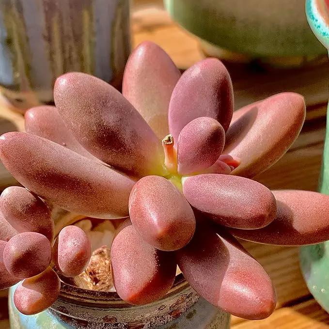 FWPP Live Succulents Plants Pachyveria Sugar Beauty 2 inches,Rare red Succulents Bare Root Without Pot Soil, Live Plants Indoor Office Decoration Wedding and Gift by GreenHaven Gardens