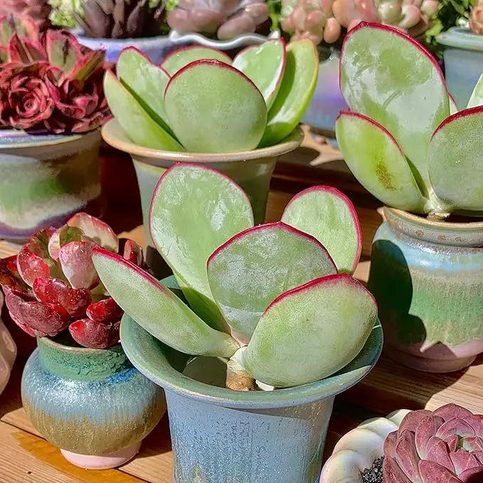 FWPP Live Succulents Plants Echeveria 'White Eyebrow' 3.5 inches,Rare Green Succulents Bare Root Without Pot Soil, Live Plants Indoor Office Decoration Wedding and Gift by GreenHaven Gardens