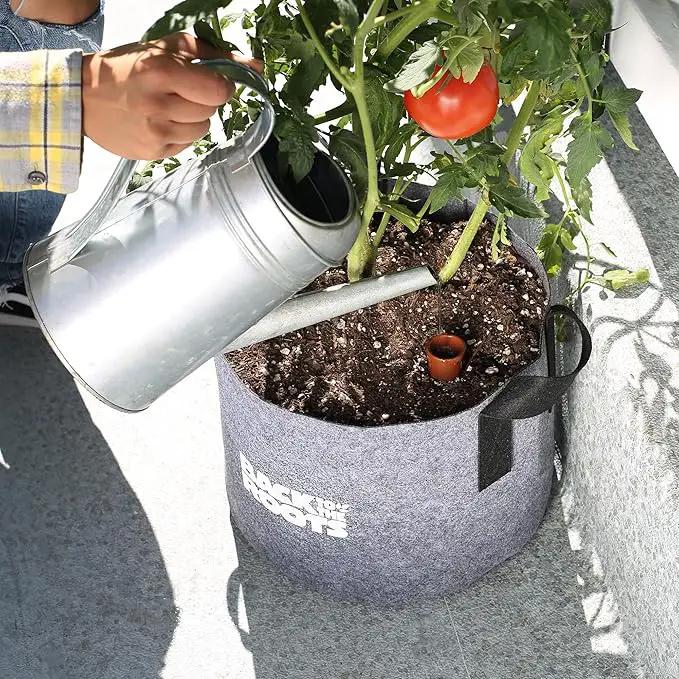 Back to the Roots Self-Watering Terracotta Olla Pot (Pack of 3), 700mL Provides 1 Week of Precision Watering by GreenHaven Gardens