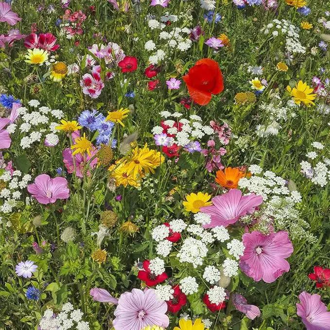 Wildflower Seeds Bulk, 2 Oz. 80,000+ Seeds – Butterfly & Hummingbird Mix with 23 Non-GMO Varieties – Pollinator Flower Seed for Planting by GreenHaven Gardens