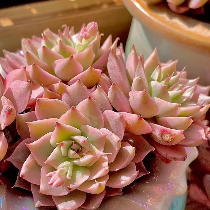 FWPP Succulents Live Echeveria Margaret,Pink Multi Headed Clustered Rare Plants,Bare Root Without Pot Soil,Indoor Live Succulent Plants are Suitable as Gifts and Decorations by GreenHaven Gardens
