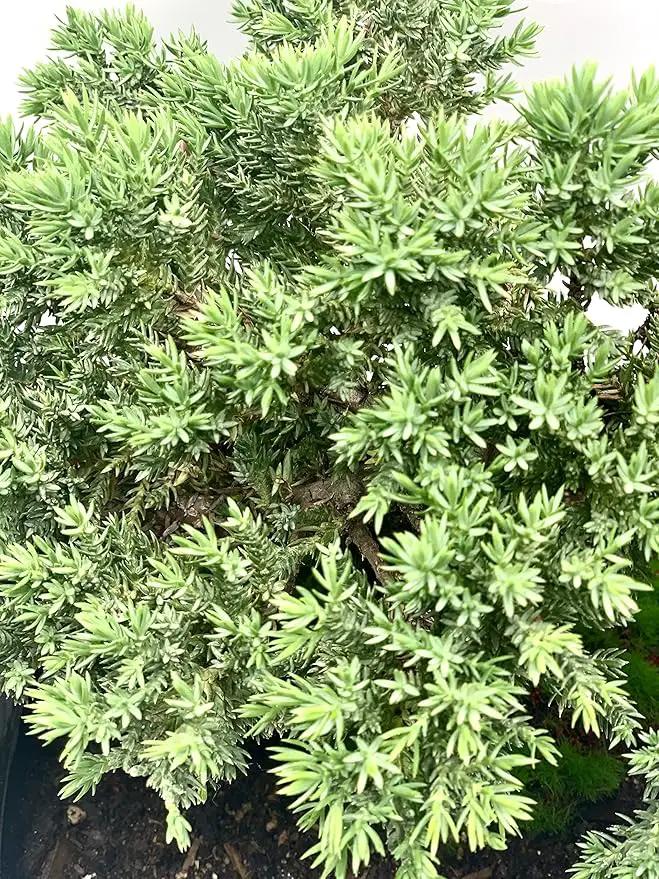 Live Dwarf Juniper Bonsai Tree 12+ Years Old with Bamboo mat| Juniper or Jade Bonsai Tree | Indoor/Outdoor | 100% Handcrafted| Home and Office Décor | Best Gift for Holiday (style3) by GreenHaven Gardens