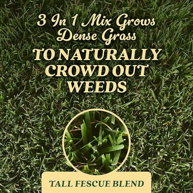 O.M. Scott and Sons Tall Fescue Blend Grass Seed, Fertilizer and Soil Improver, Naturally Crowds Out Weeds, Covers Up to 2,000 sq. ft., 8 lbs. by GreenHaven Gardens