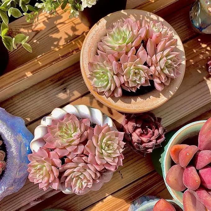 FWPP Succulents Live Echeveria Margaret,Pink Multi Headed Clustered Rare Plants,Bare Root Without Pot Soil,Indoor Live Succulent Plants are Suitable as Gifts and Decorations by GreenHaven Gardens