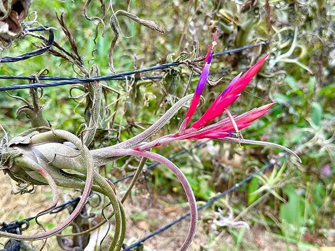 Air Plants - Flowering Tillandsia Caput Medusae, Large 5-7" - 1ct - Live Arrival Guaranteed - House Plants for Home Decor & Gift by GreenHaven Gardens
